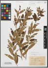 Foto von Salix triandra L.